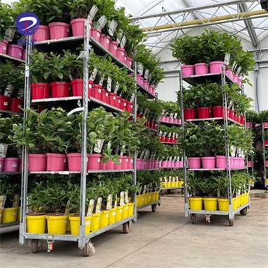 Troli Planhigion Dur Galfanedig